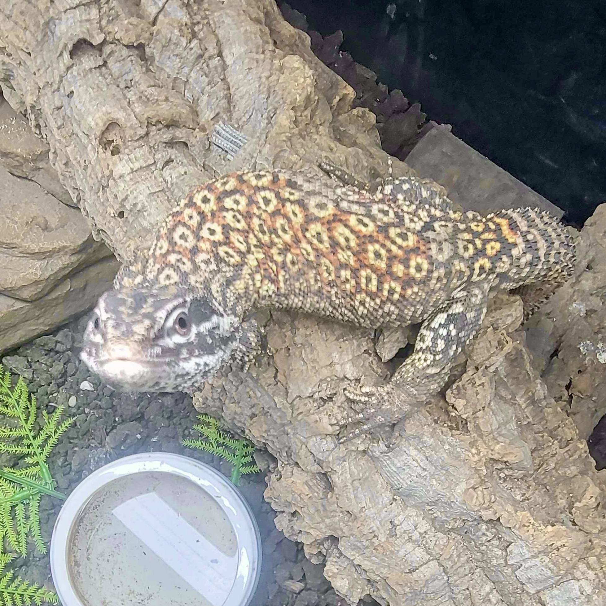 Ackie Monitor Keychain