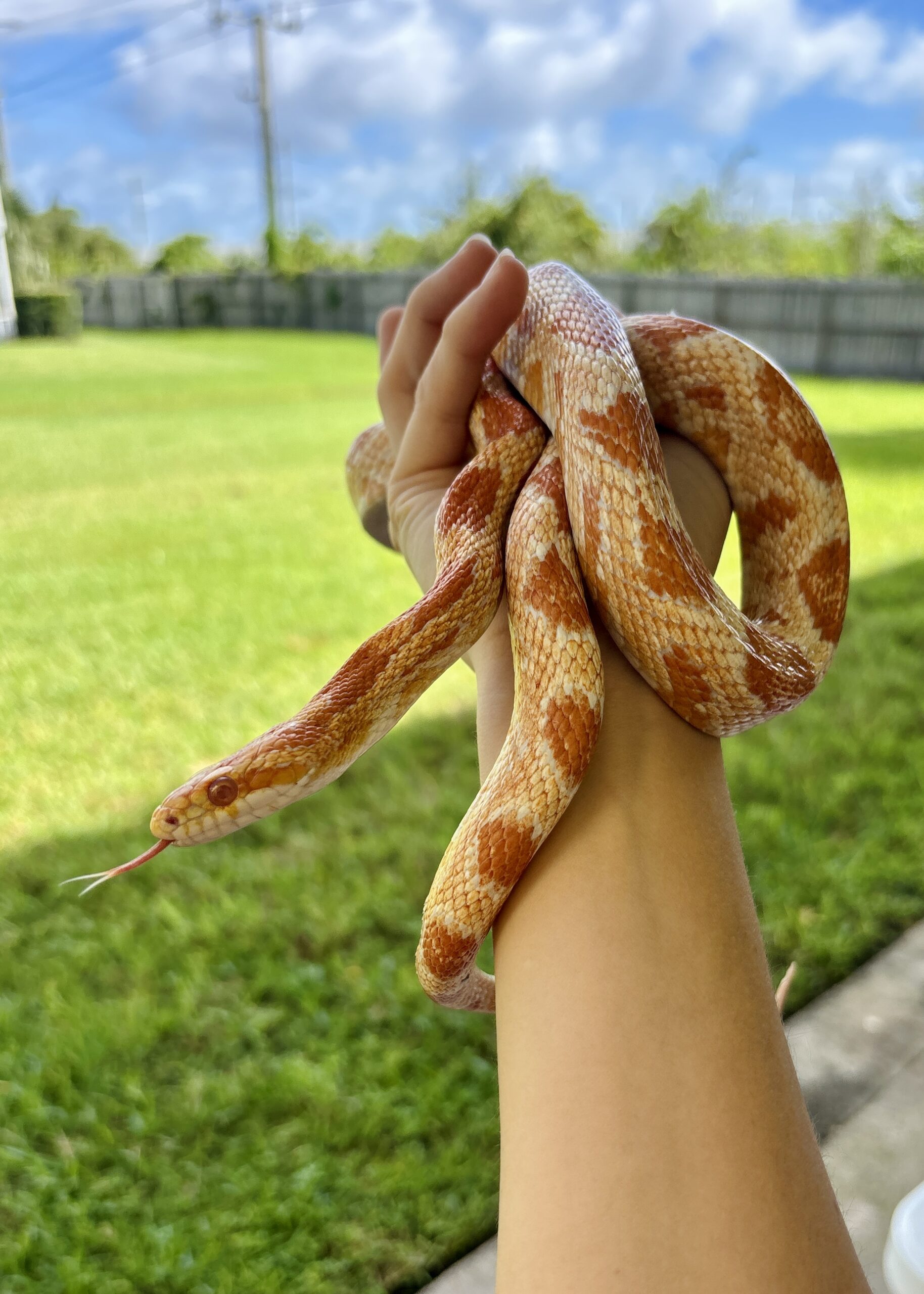 Corn Snake Shed Keychain