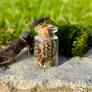 Tiny Terrarium - Black Racer